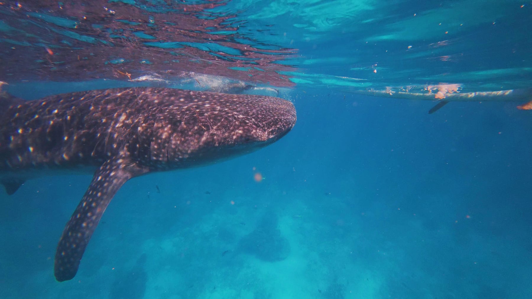 Whale shark in Oslob